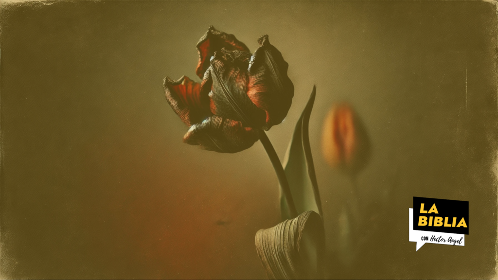 TULIP